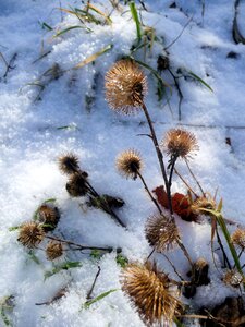 White cold light