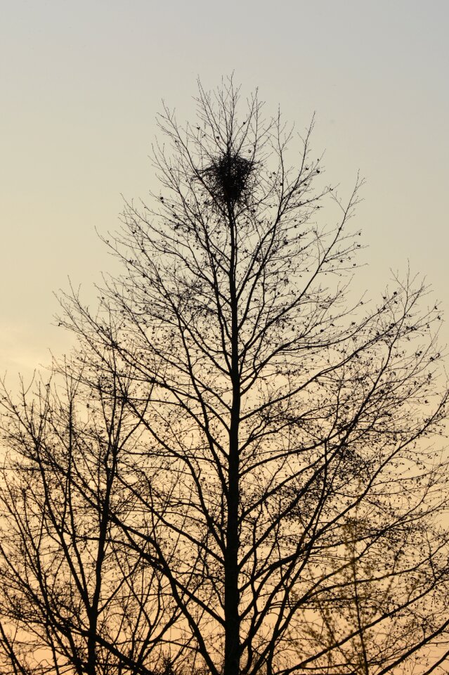 Nature branches bird's nest
