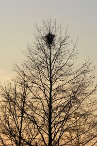 Nature branches bird's nest photo