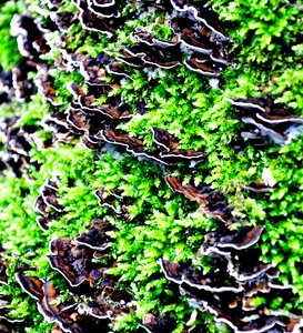 Forest mushroom tinder fungus