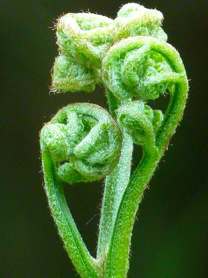 Roll out green plant