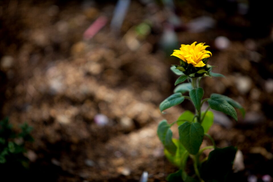 Garden april flowers factory