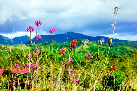 Mountain rosa green