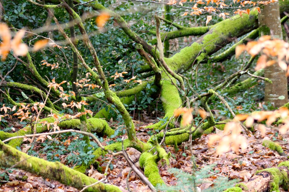 Fallen branches tree debris