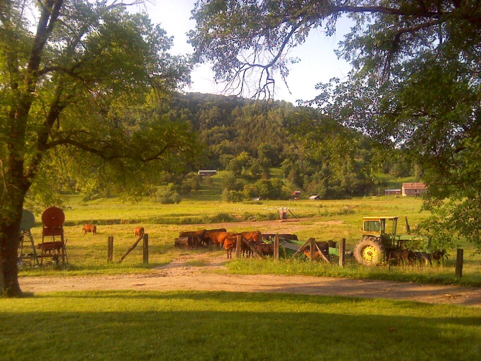Cattle agriculture landscape