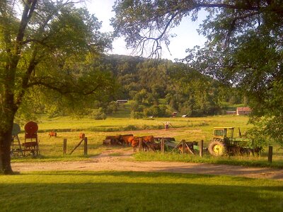 Cattle agriculture landscape