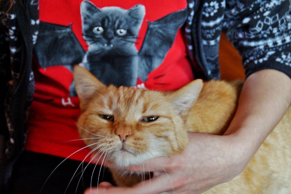 Purr redheaded cobblestone