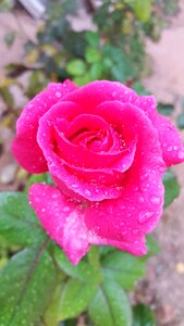 Nature pink