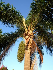 Nature tree tropical