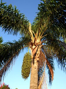 Nature tree tropical photo