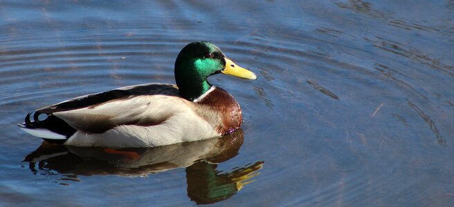 Nature bird water