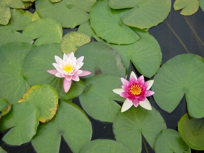 Green leaves aquatic plants