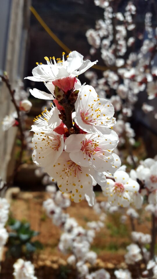 White apricots fresh