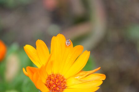 Yellow orange focus