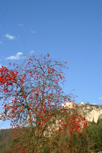 Autumn rowanberries mountain ash photo