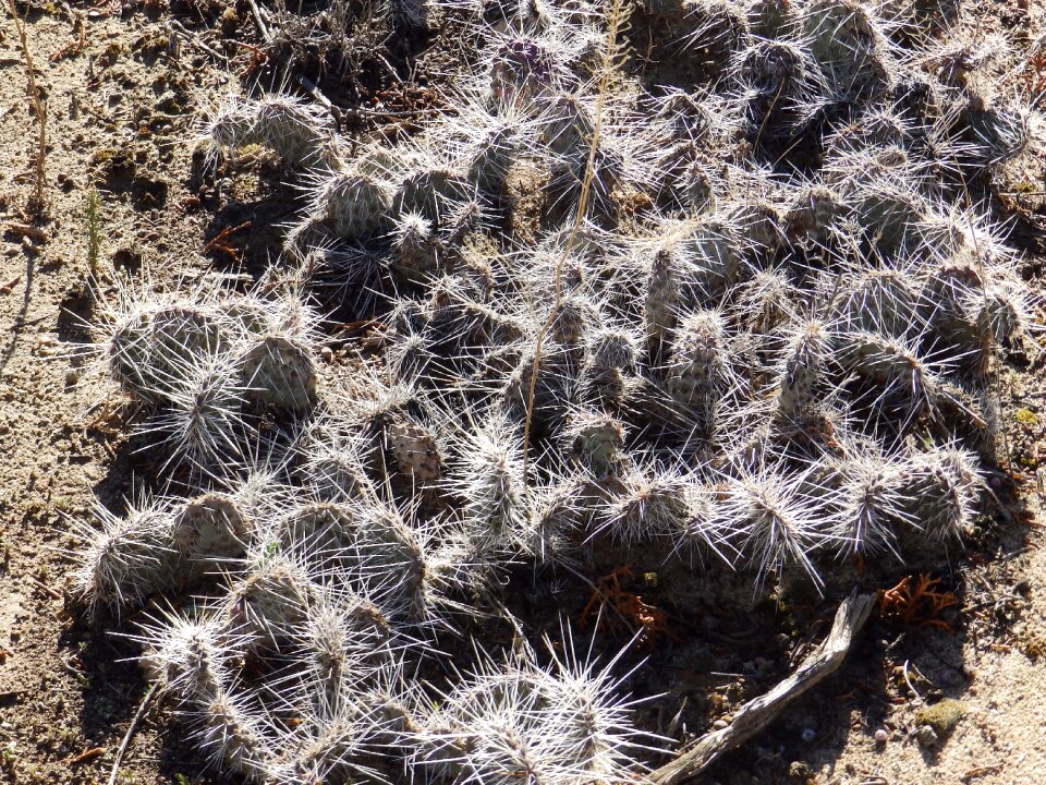 Desert nature succulent