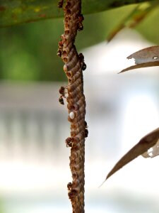 Bee dangerous fly photo