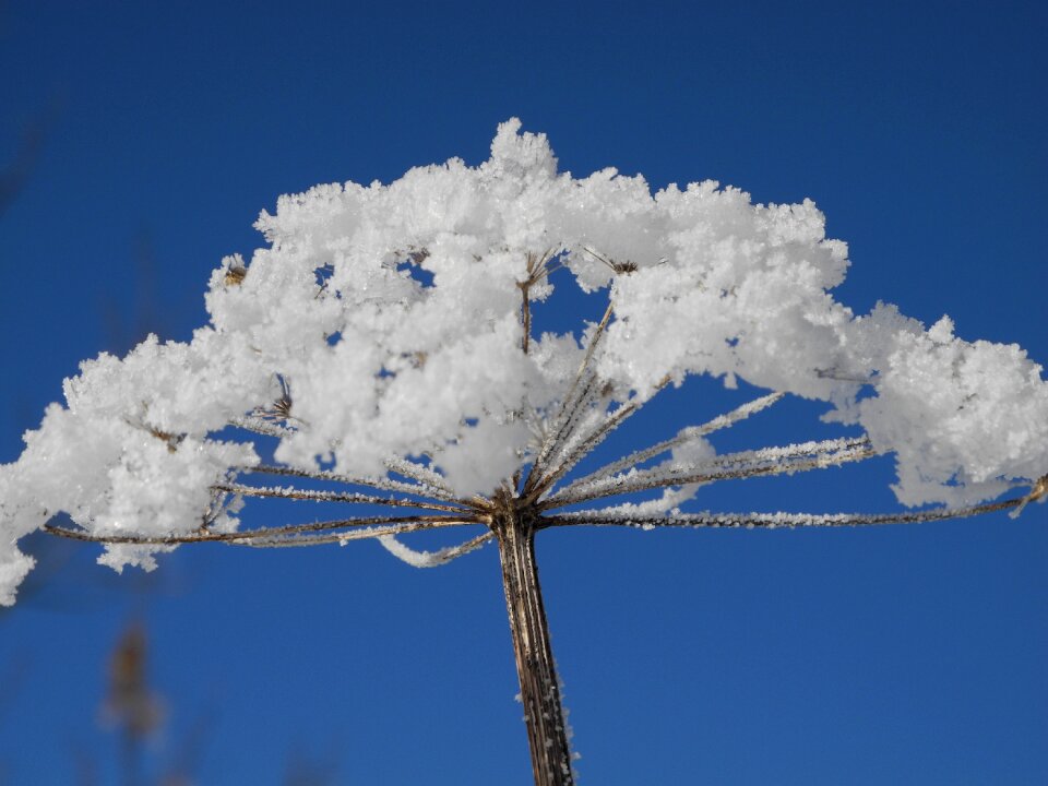 Hogweed winter snow