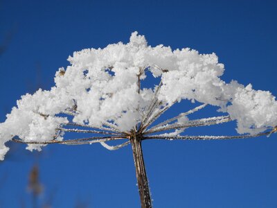 Hogweed winter snow