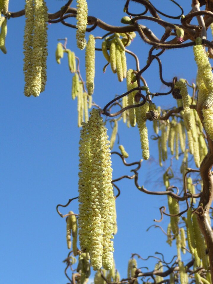 Bush frühlingsanfang inflorescence