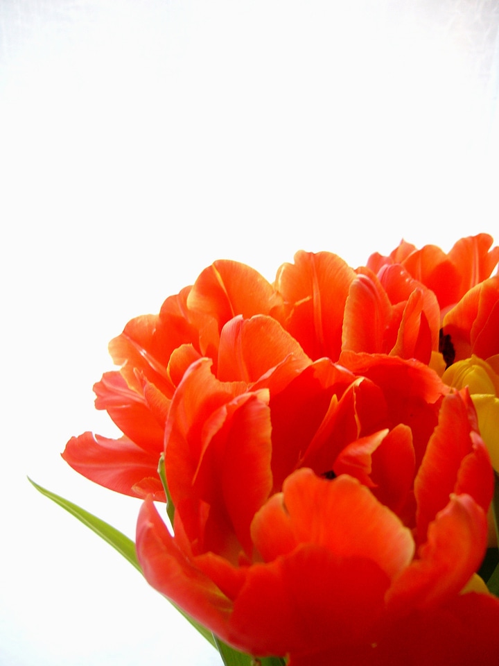 Red pink flora