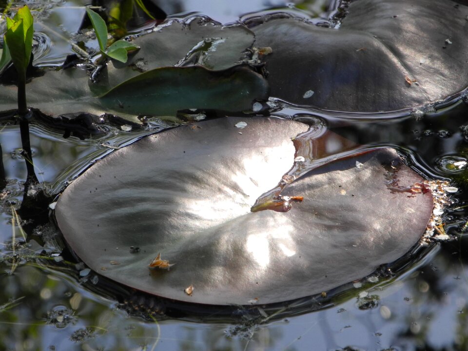 Lily pad sunlight close up