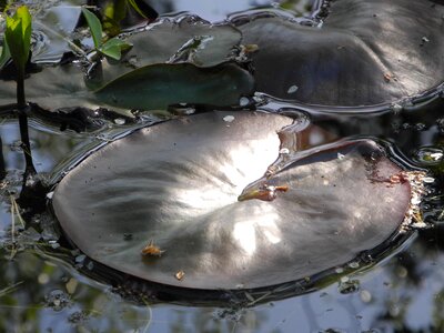 Lily pad sunlight close up