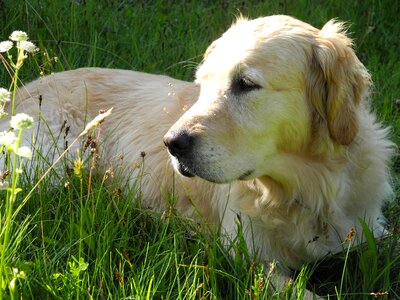 Dog golden retriever concerns