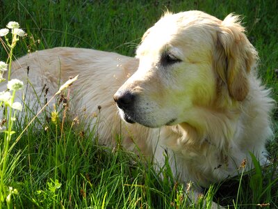 Dog golden retriever concerns photo