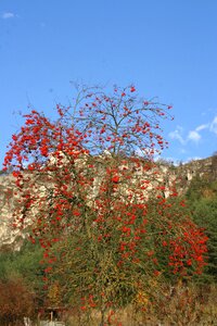 Autumn rowanberries mountain ash photo