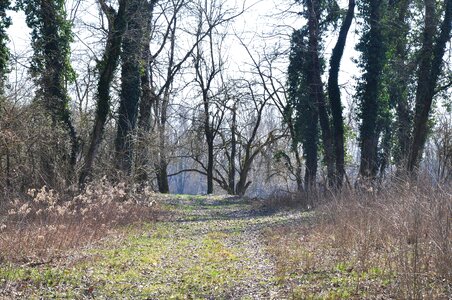 Spring nature road