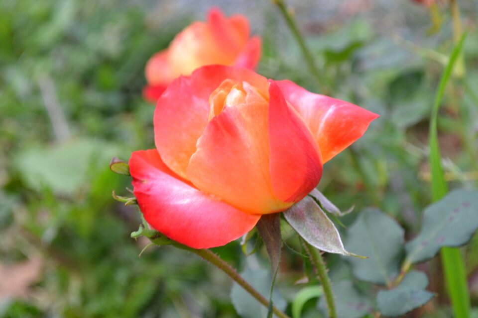 Rosebush petals button