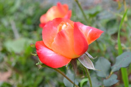 Rosebush petals button