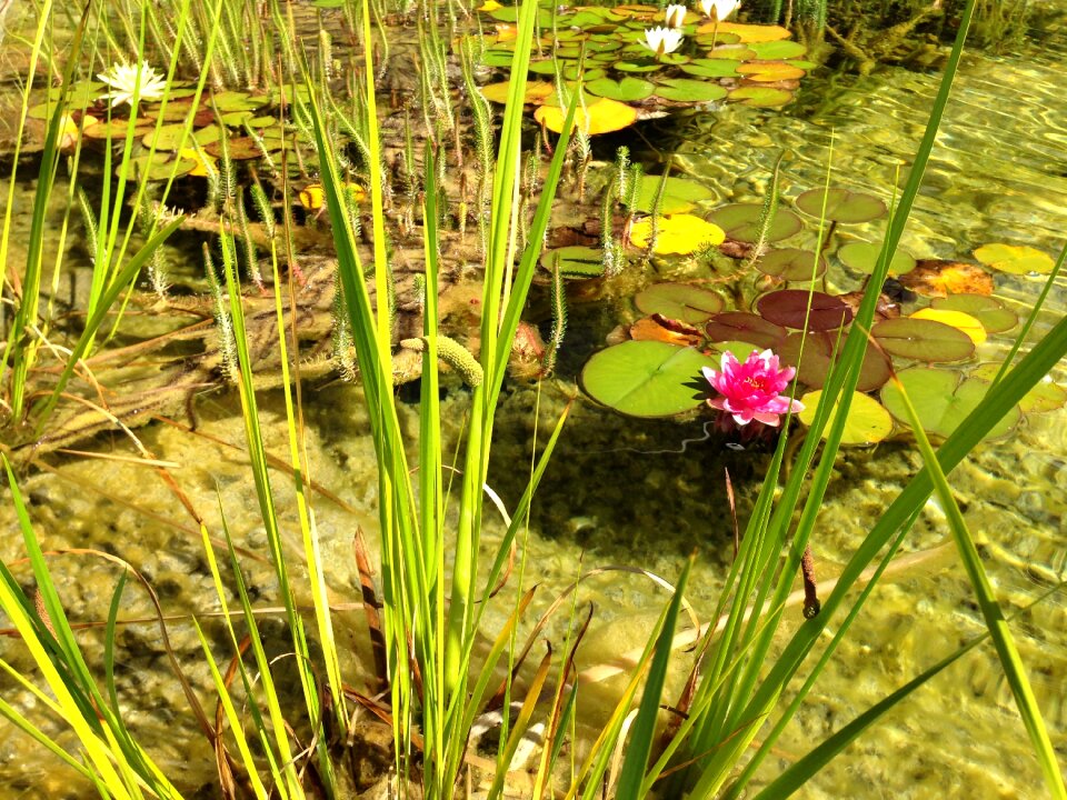 Awakening nature nuphar