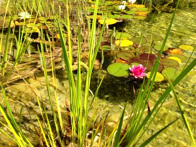 Awakening nature nuphar