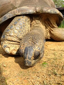Giant tortoise animal turtle