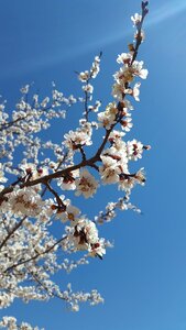 White apricot fresh