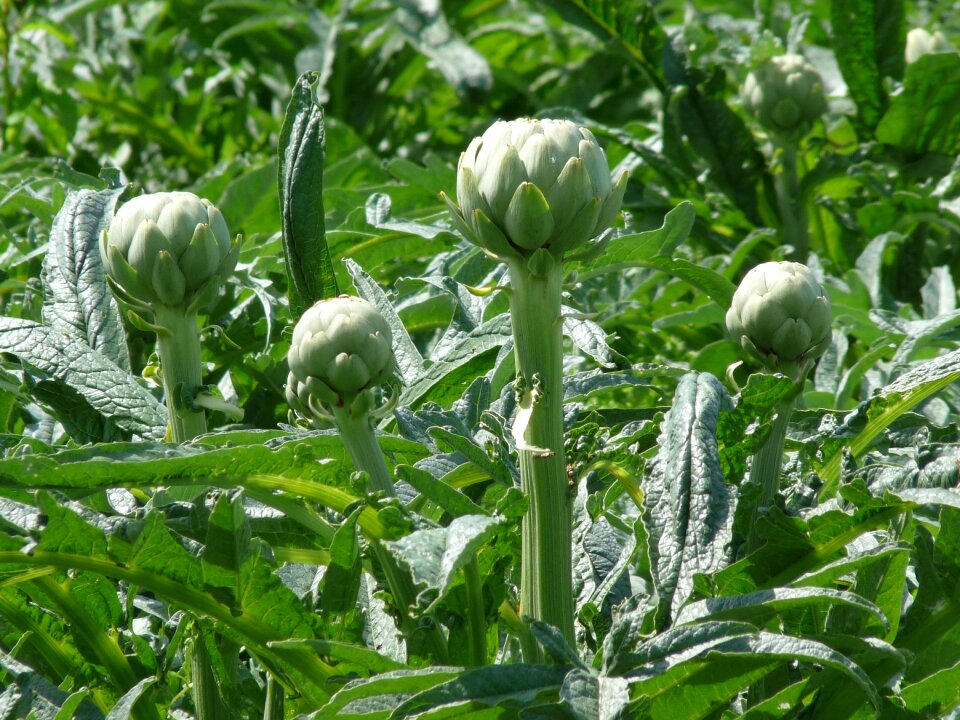 Artichokes brittany spring