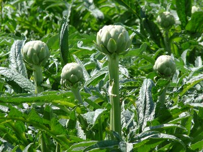 Artichokes brittany spring