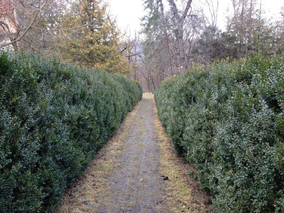 Bush fence evergreen