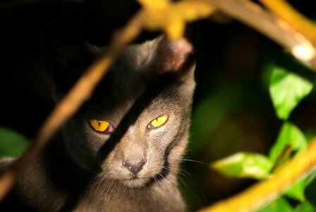 Look mystery feline look