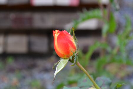 Rosebush petals button