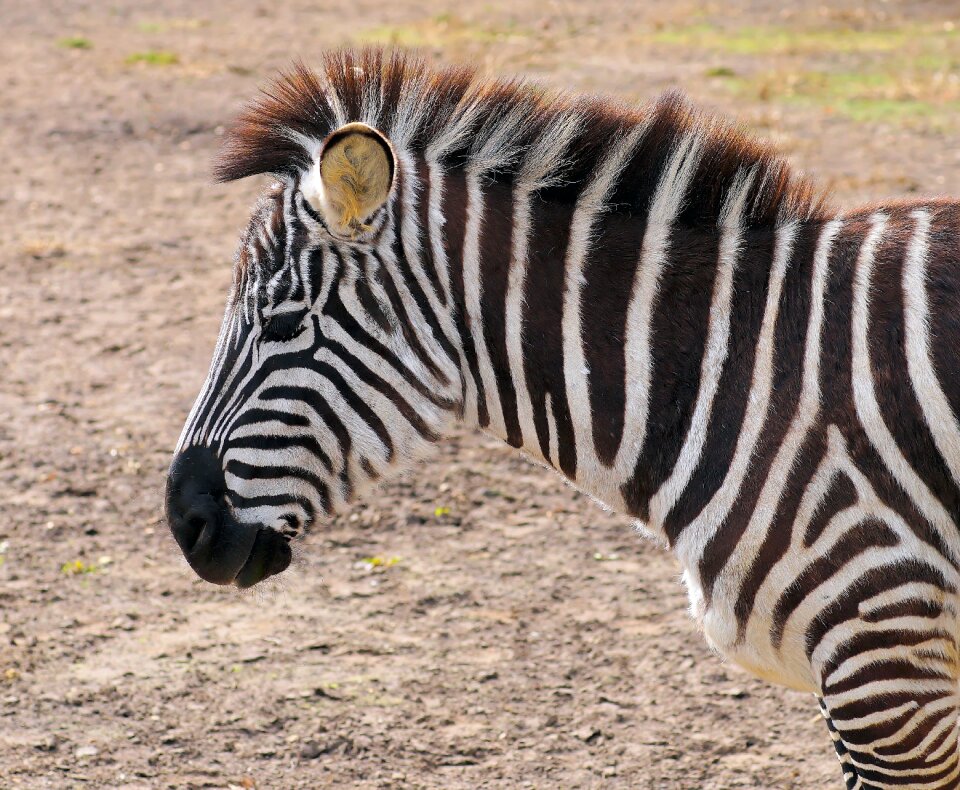 Zoo animal perissodactyla