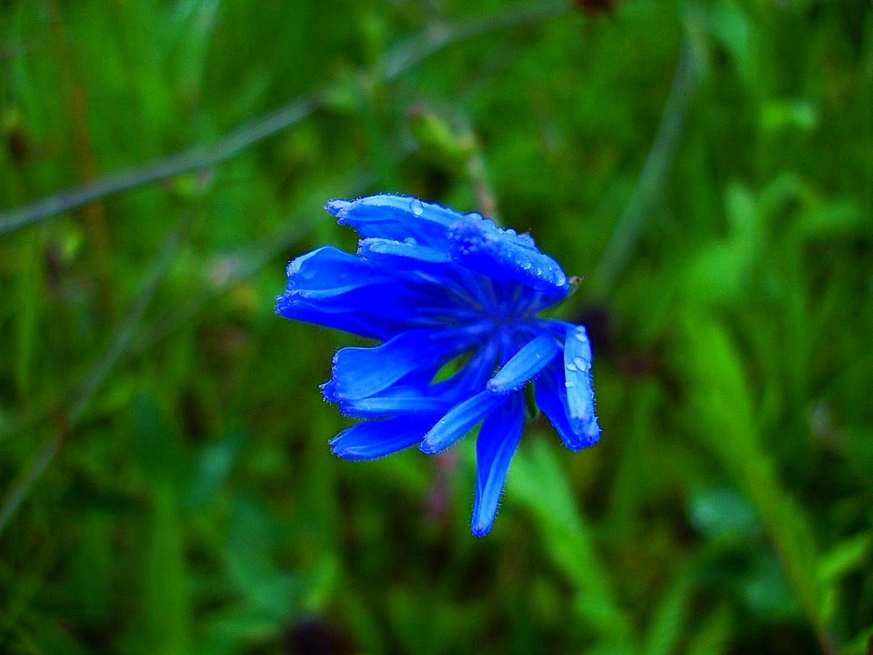 Wild flowers blue summer