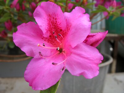 Plant pink photo