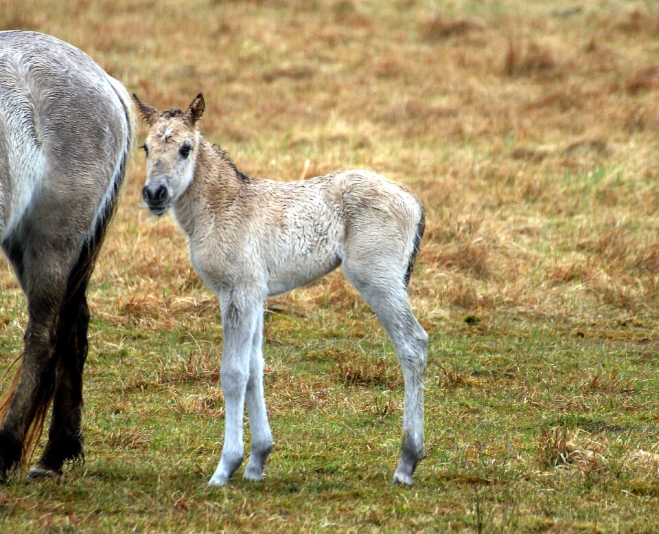 Horses breed ponies