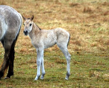 Horses breed ponies
