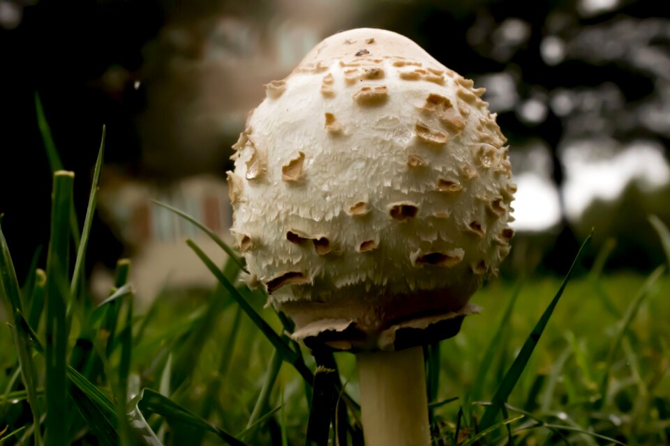 Fungus autumn mushrooming photo