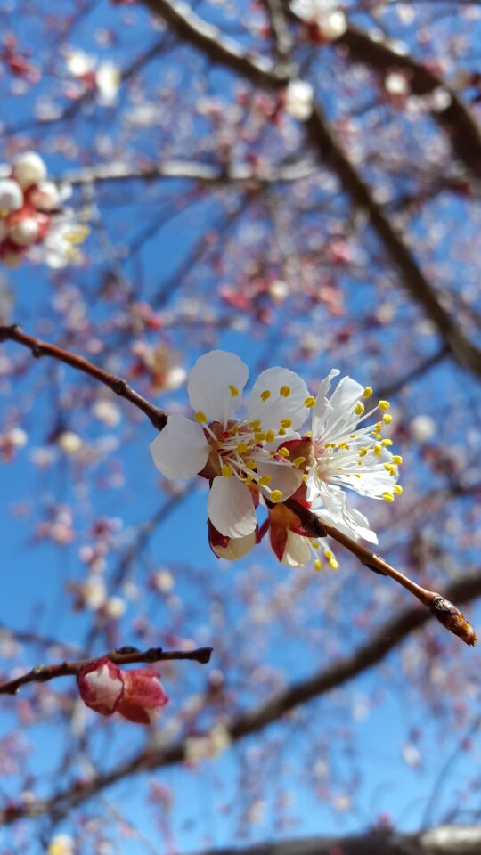 White apricot fresh