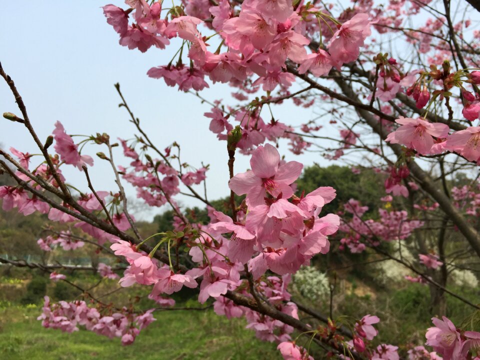Spring flowers spring in japan early spring